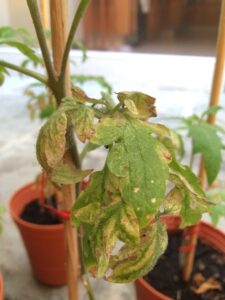 Al hacer una observacion a las plantas me di…