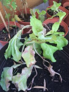 La lechuga ya ha crecido mucho, se puso mas verde…