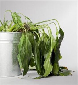 Si no las cuidas esto suele pasarte se marchitan y…